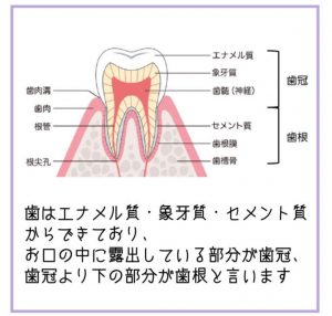 歯の構造断面図